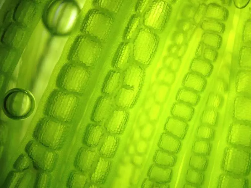 Challenges for Sustainable Product Recovery from Micro-Organisms